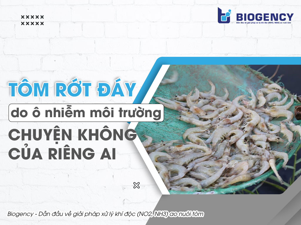 Tôm rớt đáy do ô nhiễm môi trường, chuyện không của riêng ai