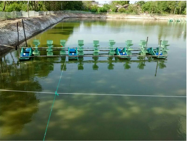 Xử lý khí độc và tảo giai đoạn tôm 30-60 ngày tuổi