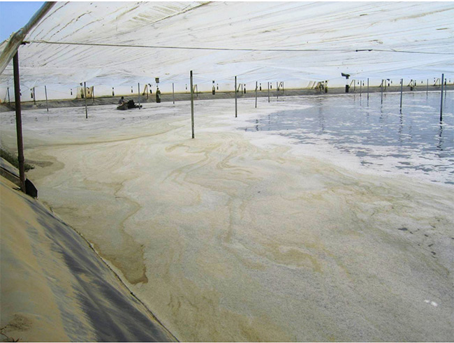 Ao nuôi tôm nhiều bọt