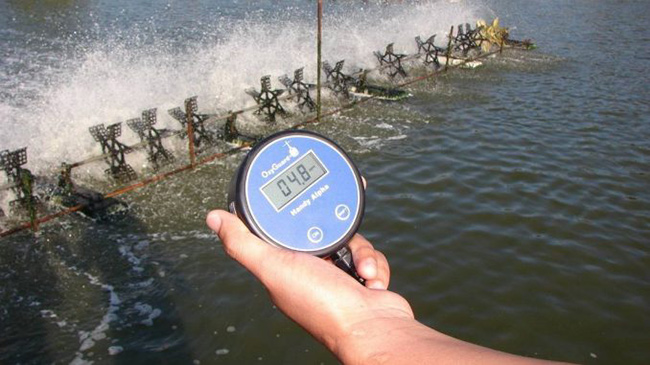 Trước khi pha nước trong ao tôm, cần biết được độ mặn thích hợp cho ao nuôi.