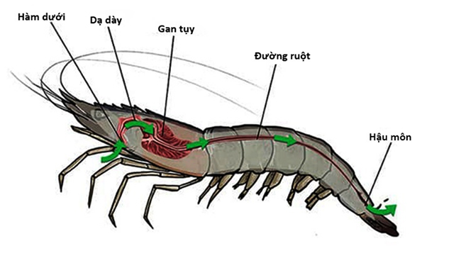 Cấu trúc của con tôm, phần gan tụy nằm ở tuyến ruột giữa, phần sau của ngực.