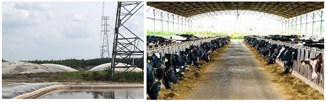 Hầm Biogas trong chăn nuôi, vai trò và cách tăng khí sinh ra