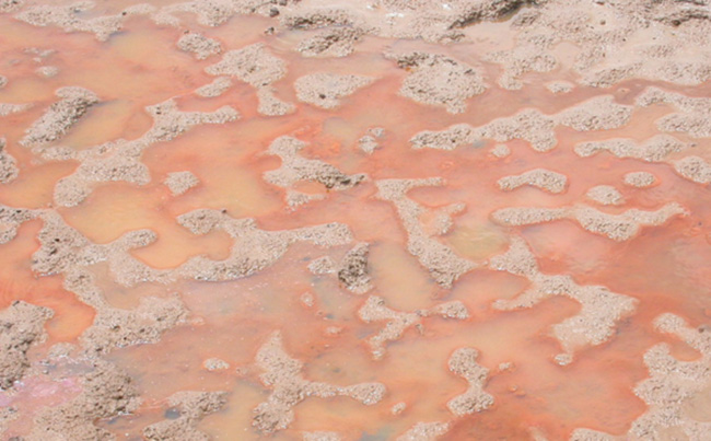 Đất ao nuôi bị nhiễm phèn đỏ