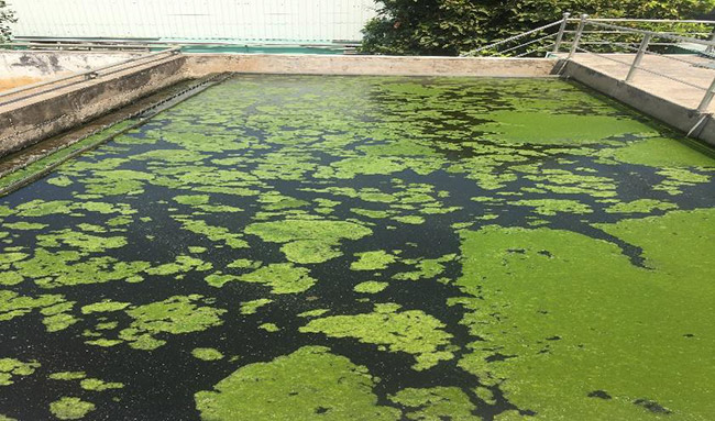 Xử lý nước thải thực phẩm