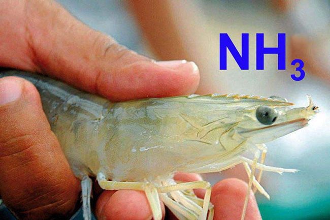 Khí độc là nguyên nhân gây nên các bệnh về gan tụy, niêm mạc ruột tôm.