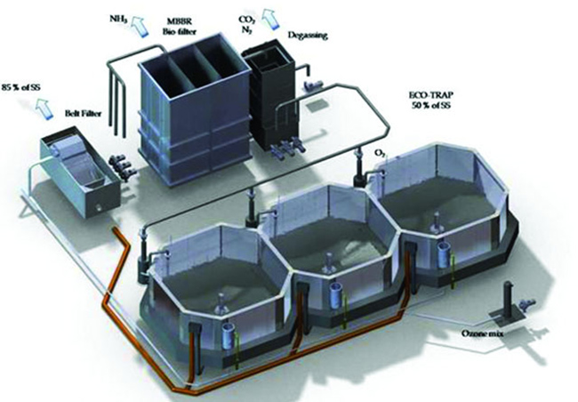 Mô hình tuần hoàn trong nuôi tôm - RAS.
