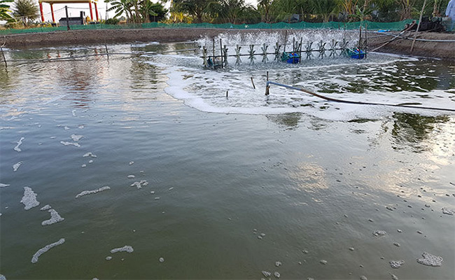 Môi trường nước ao bẩn, nhiều tảo độc dễ gây bệnh đường ruột ở tôm