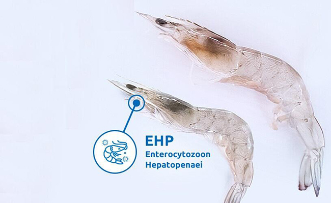 Thận trọng dịch bệnh EHP bùng phát giai đoạn tôm 60 - 90 ngày tuổi