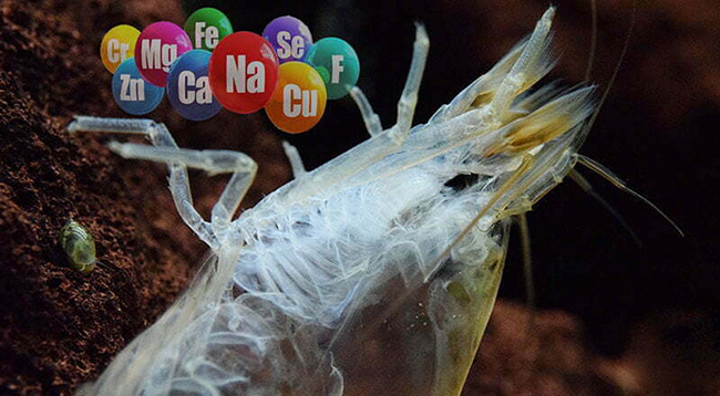 Điều chỉnh lượng thức ăn phù hợp cho tôm trong từng giai đoạn để tránh tình trạng tôm lột dính vỏ.