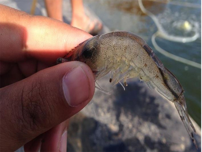 Đường ruột tôm trống - dấu hiệu cho thấy tôm đang mắc bệnh đường ruột