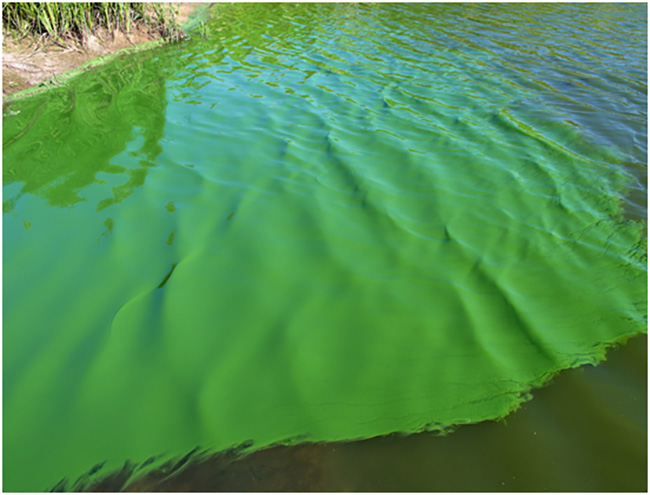 Màu nước trong ao nuôi tôm có màu xanh rêu (xanh đậm).