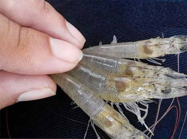 Màu sắc của gan tụy tôm đã nhiễm AHPND.