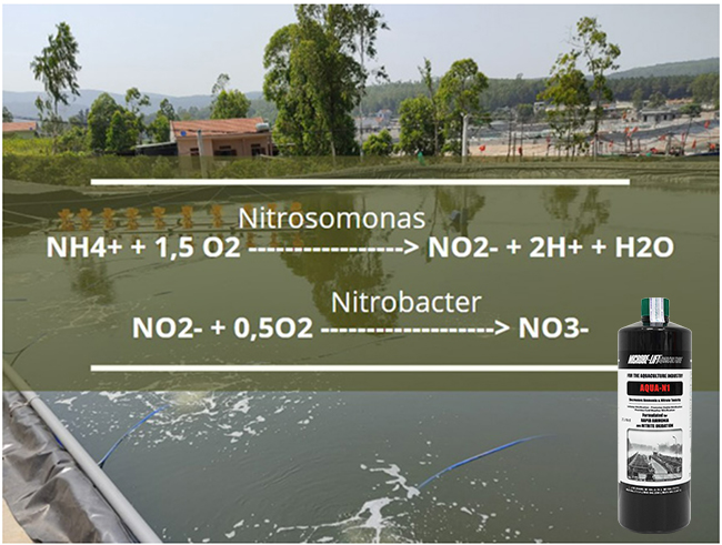 Xử lý khí độc và tảo giai đoạn tôm 30-60 ngày tuổi