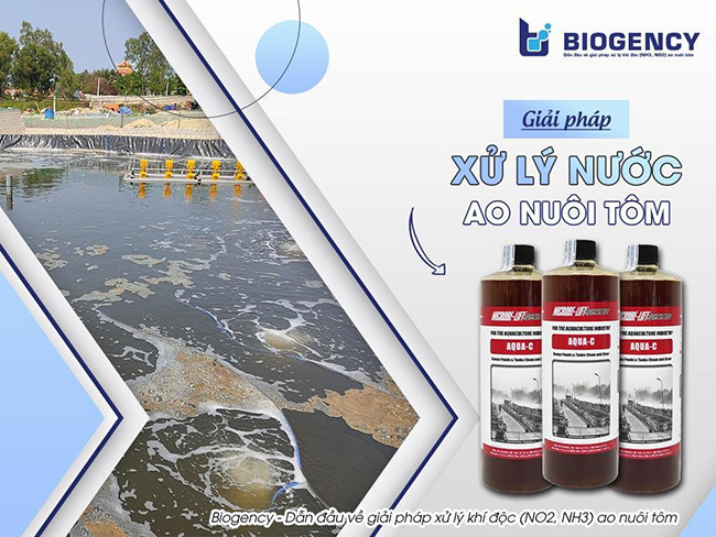 Ao nuôi tôm nhiều bọt