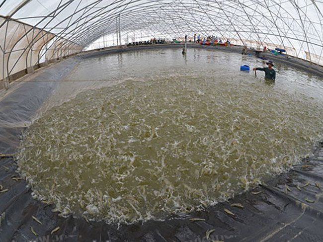 Mô hình nuôi tôm siêu thâm canh không thay nước trong nhà kính.