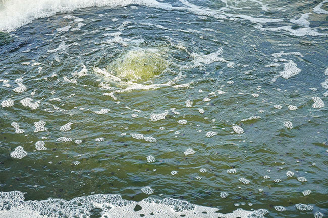 ph trong ao nuôi tôm