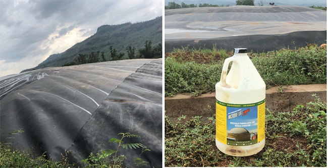 Hầm Biogas trong chăn nuôi, vai trò và cách tăng khí sinh ra