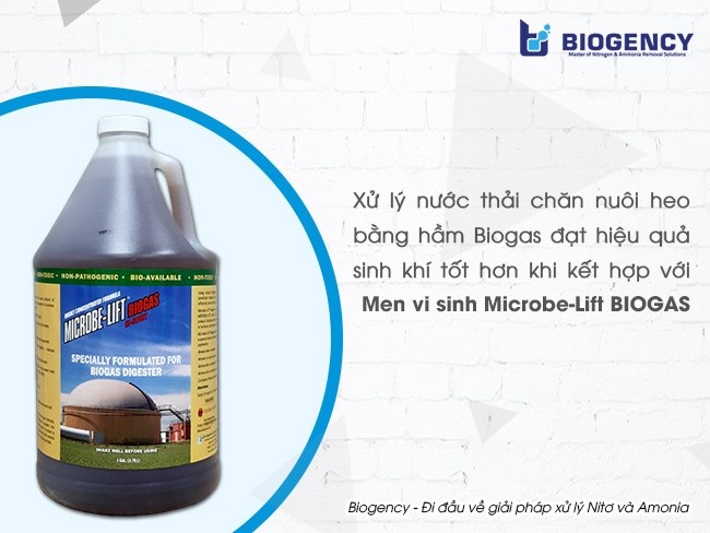 Xử lý nước thải chăn nuôi heo bằng hầm Biogas