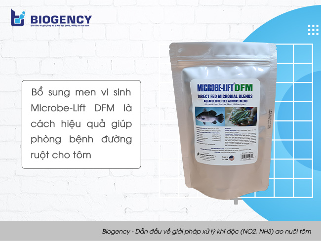 Bổ sung men vi sinh Microbe-Lift DFM là cách hiệu quả giúp phòng bệnh đường ruột cho tôm