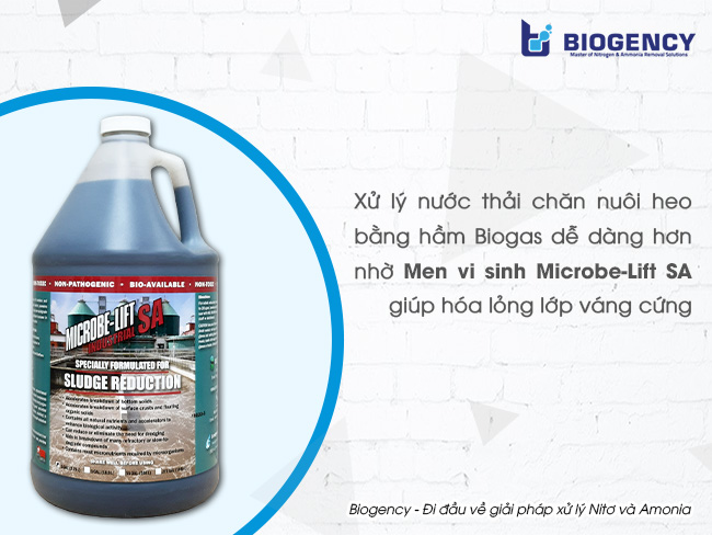 Xử lý nước thải chăn nuôi heo bằng hầm Biogas