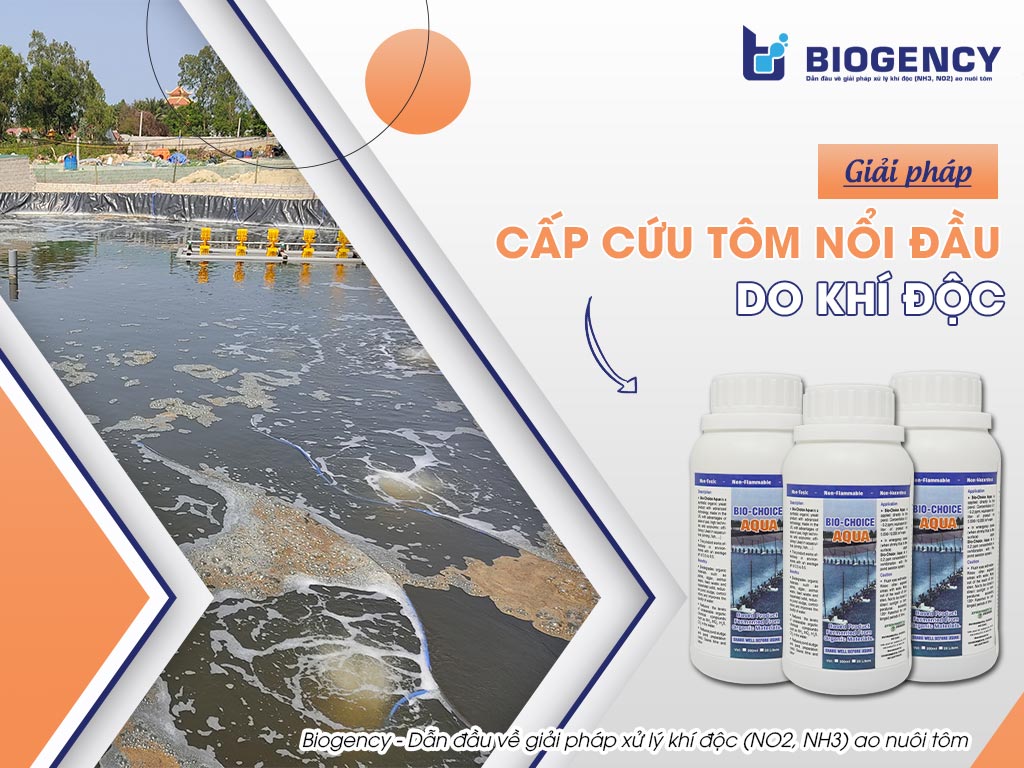 Giải Pháp Cấp Cứu Tôm Nổi Đầu Do Khí Độc