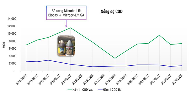 Đồ thị thể hiện nồng độ COD nước thải chế biến tinh bột mì vào và ra Hầm Biogas 1 (tính theo mg/l)