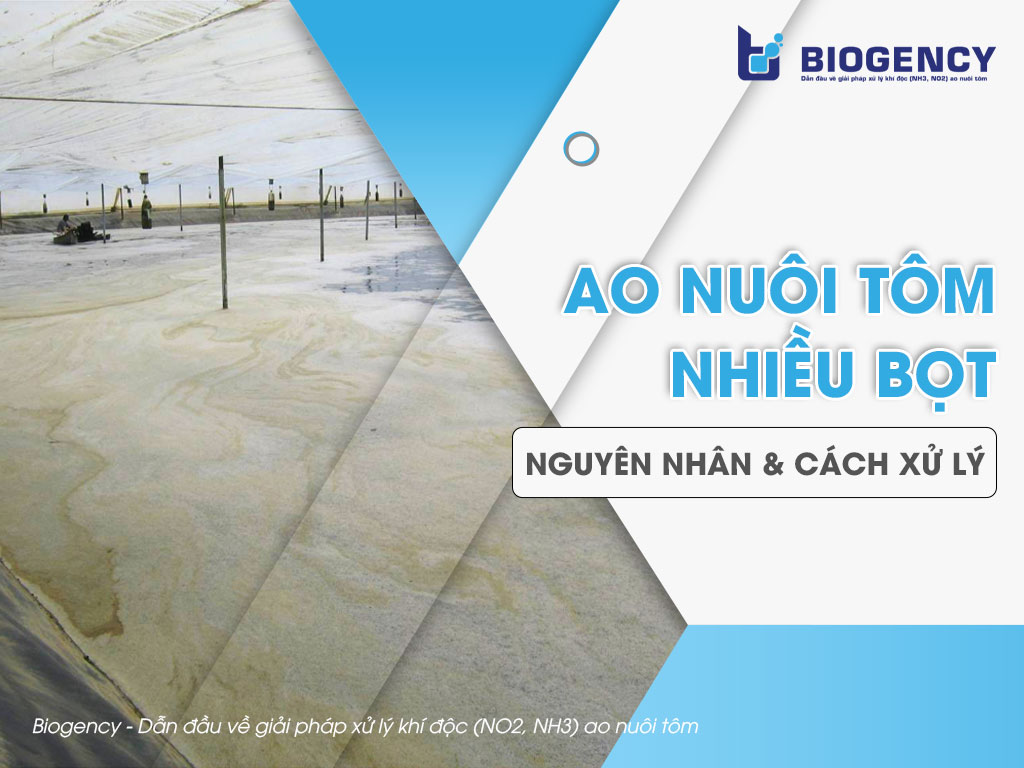 Ao nuôi tôm nhiều bọt