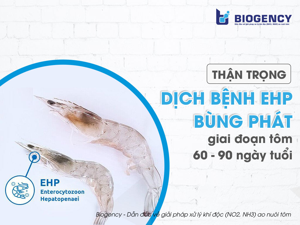Thận trọng dịch bệnh EHP bùng phát giai đoạn tôm 60 - 90 ngày tuổi