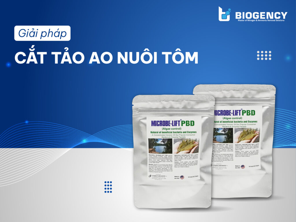 Giải Pháp Cắt Tảo Ao Nuôi Tôm
