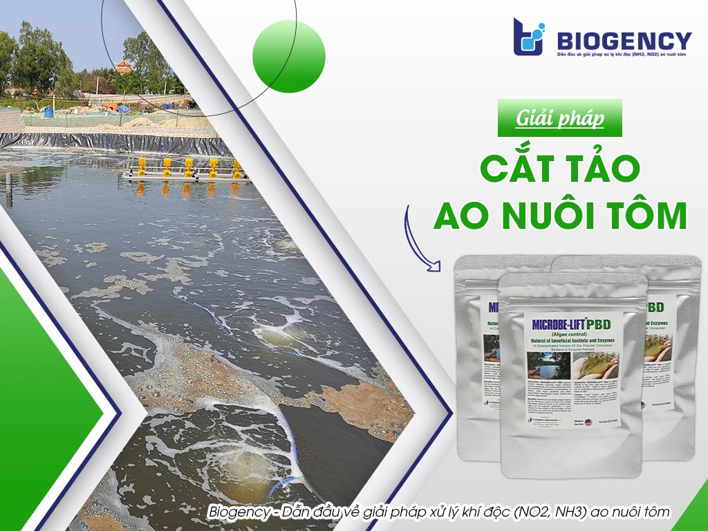 Giải pháp cắt tảo ao nuôi tôm