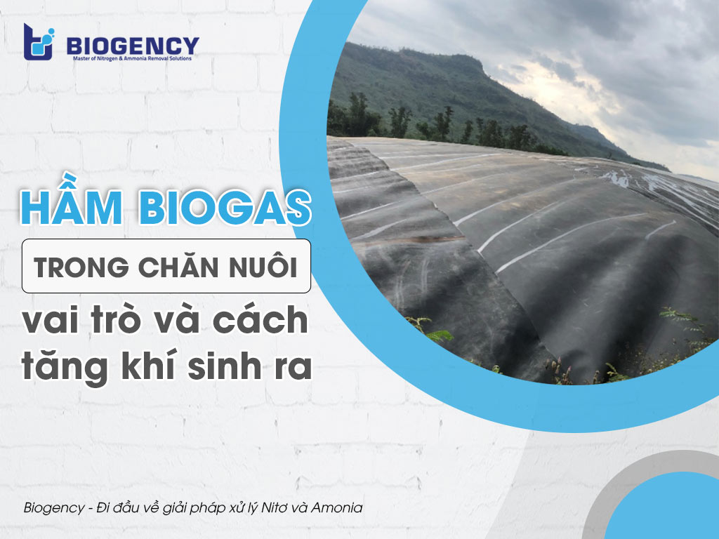 Hầm Biogas trong chăn nuôi, vai trò và cách tăng khí sinh ra