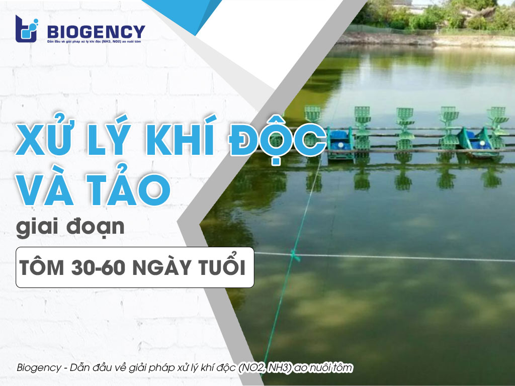 Xử lý khí độc và tảo giai đoạn tôm 30-60 ngày tuổi