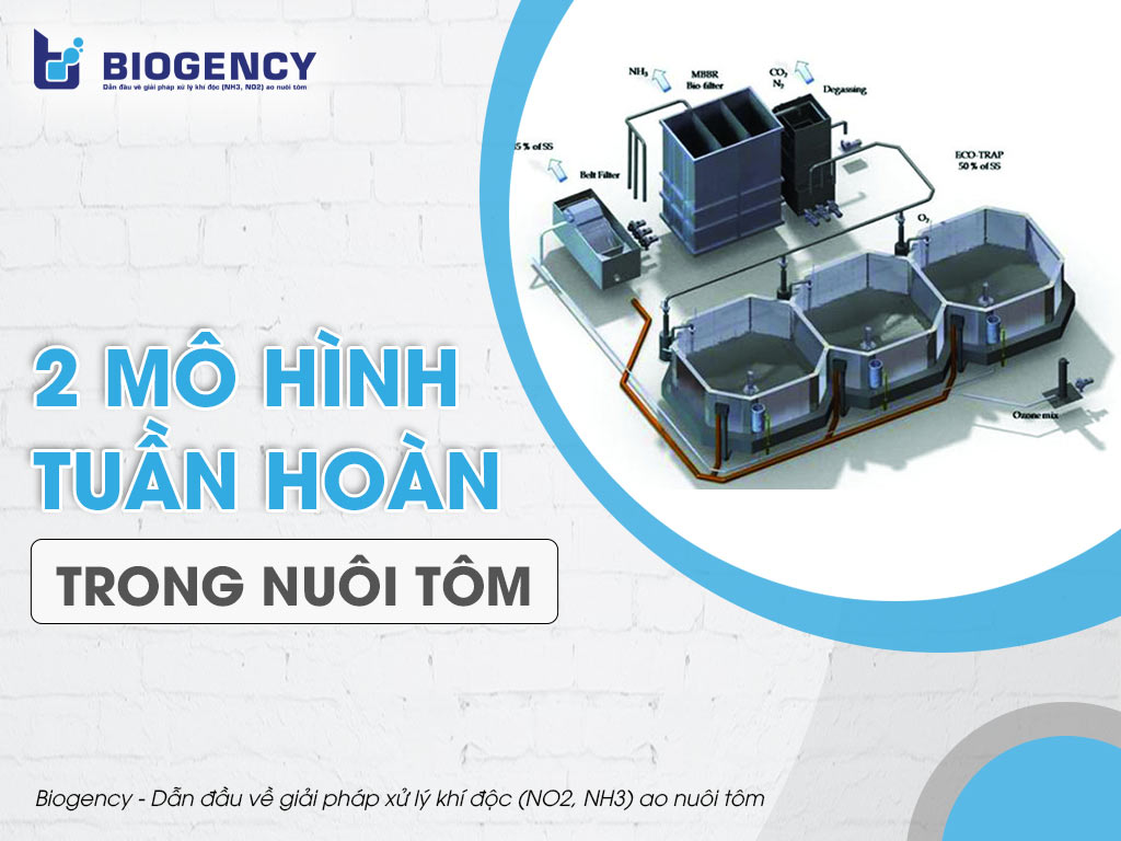 2 mô hình tuần hoàn trong nuôi tôm