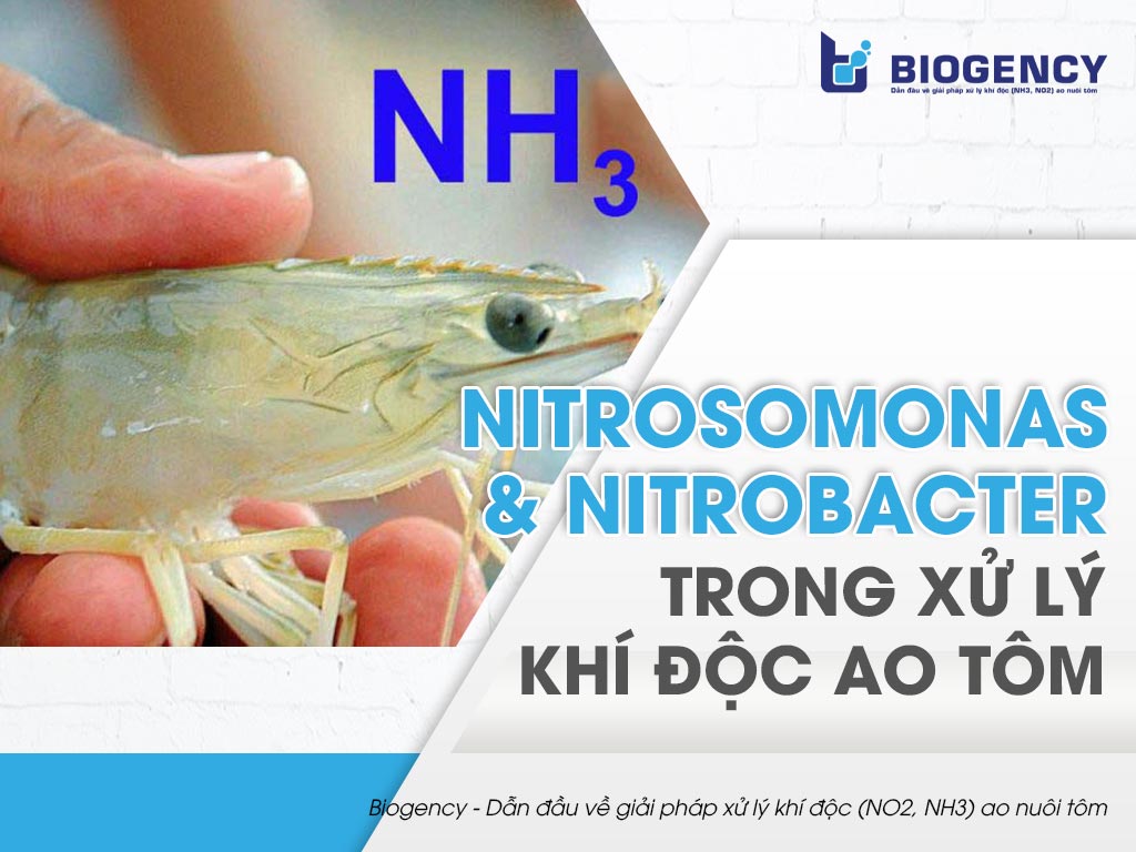 Nitrosomonas và Nitrobacter trong xử lý khí độc ao tôm