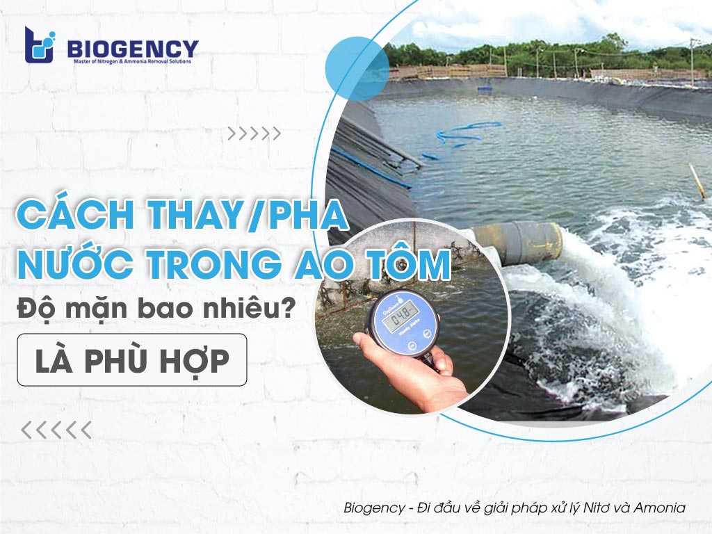 Cách thay/pha nước trong ao tôm. Độ mặn bao nhiêu là phù hợp?