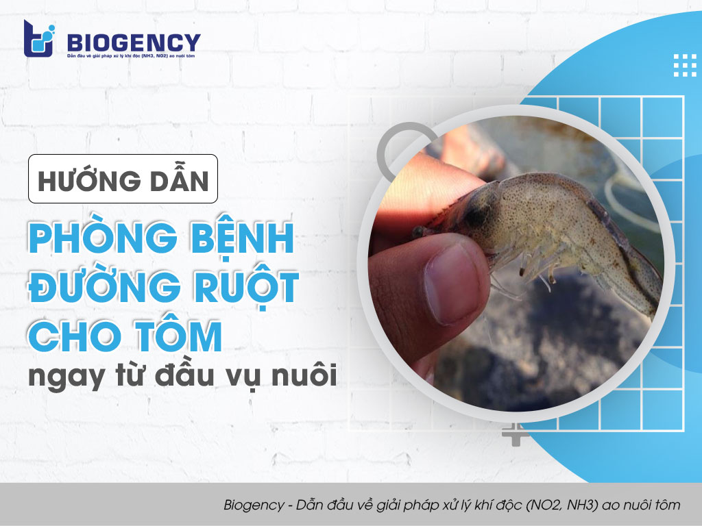phòng bệnh đường ruột cho tôm