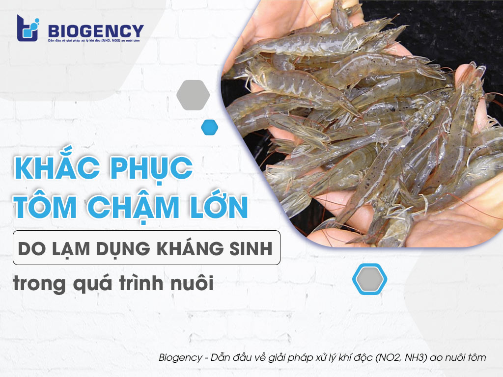 Khắc phục tôm chậm lớn do lạm dụng kháng sinh trong quá trình nuôi