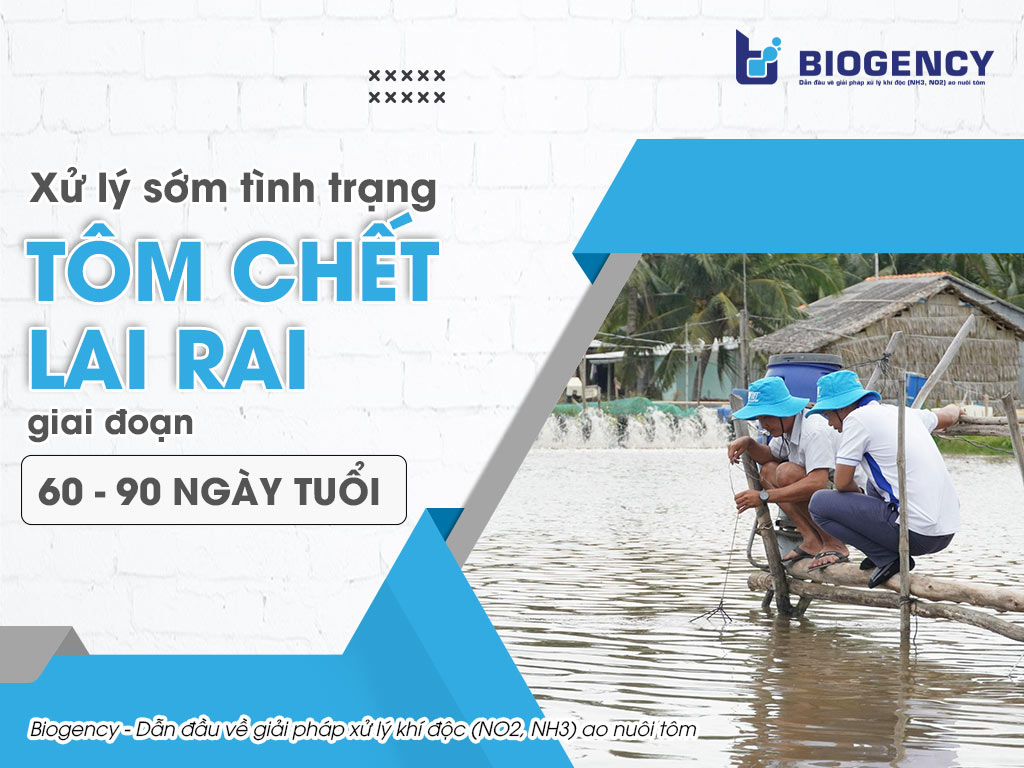 tôm chết lai rai