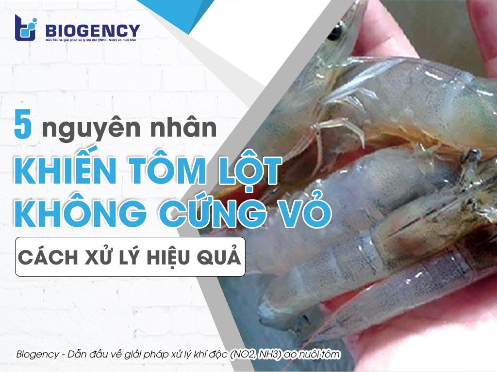 5 nguyên nhân khiến tôm lột không cứng vỏ và cách xử lý hiệu quả