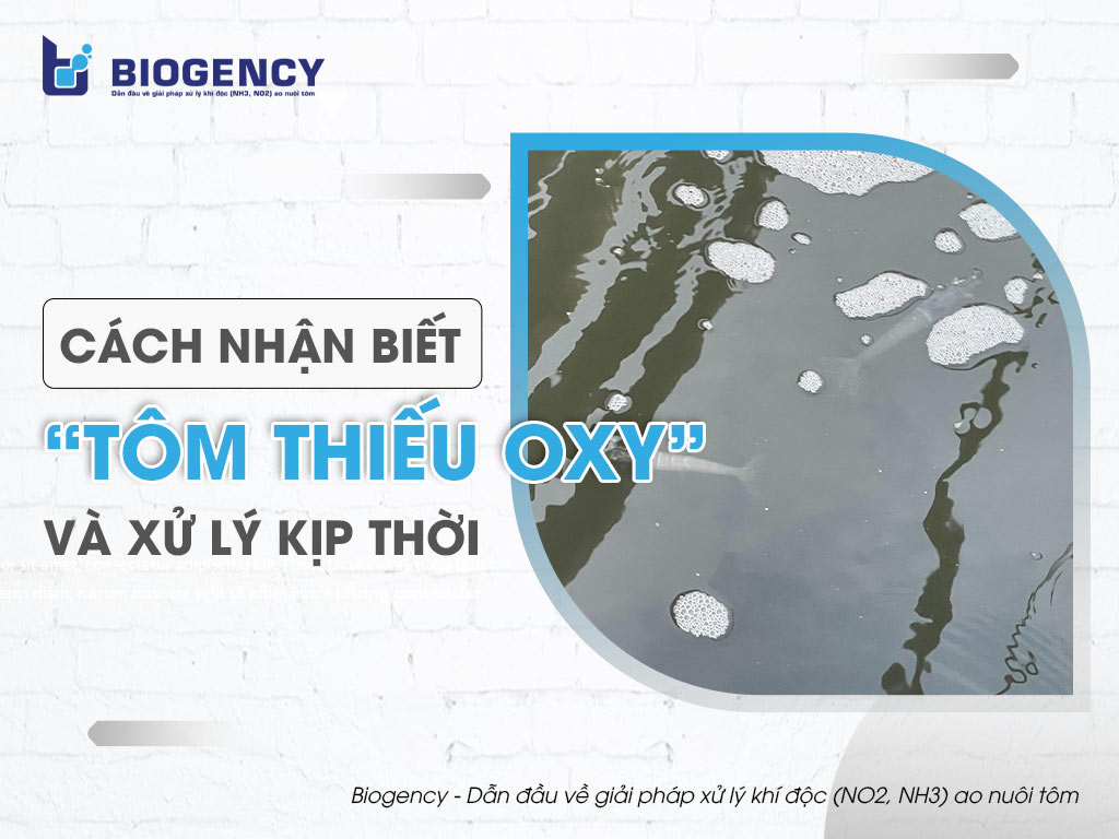 Cách nhận biết “tôm thiếu oxy” và xử lý kịp thời