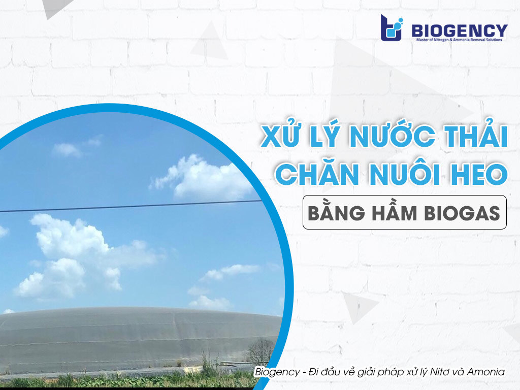 Xử lý nước thải chăn nuôi heo bằng hầm Biogas