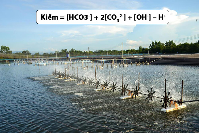 Độ kiềm là chỉ tiêu thể hiện khả năng trung hòa Axit của nước ao tôm.