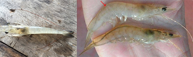 Khi tôm bị trong đường ruột hay tôm bị trống đường ruột, đường ruột tôm có màu đen nhạt, đường ruột mờ, ruột đứt khúc, có con trong suốt; kèm theo đó là gan nhỏ, màu gan mờ, nhợt nhạt. 