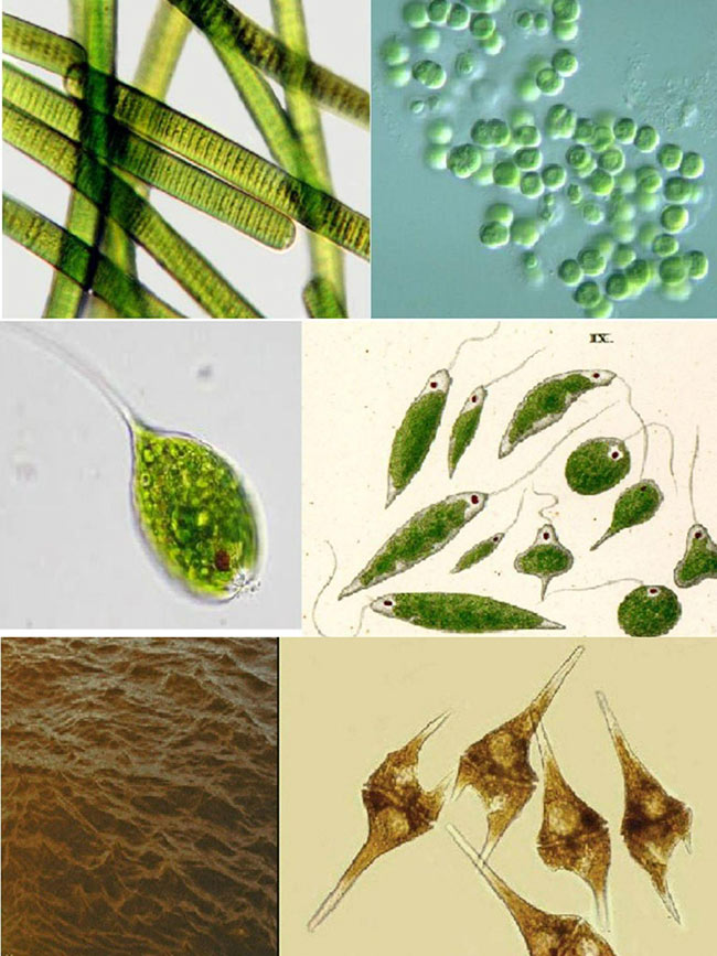 Tôm ăn phải tảo độc là nguyên nhân gây nên các bệnh đường ruột.