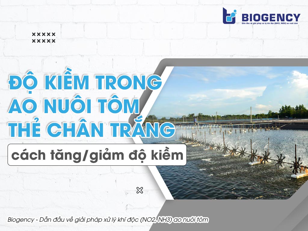 Độ kiềm trong ao nuôi tôm thẻ chân trắng, cách tăng/giảm độ kiềm
