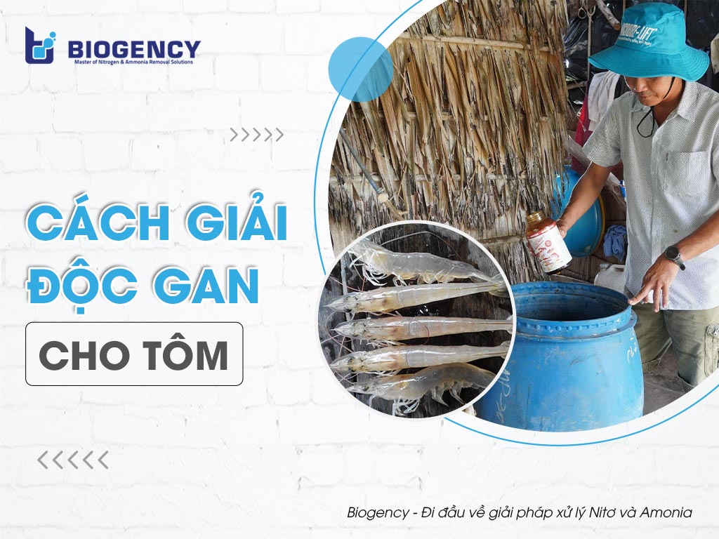Cách giải độc gan cho tôm