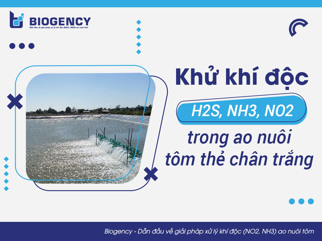 Khử khí độc H2S, NH3, NO2 trong ao nuôi tôm thẻ chân trắng