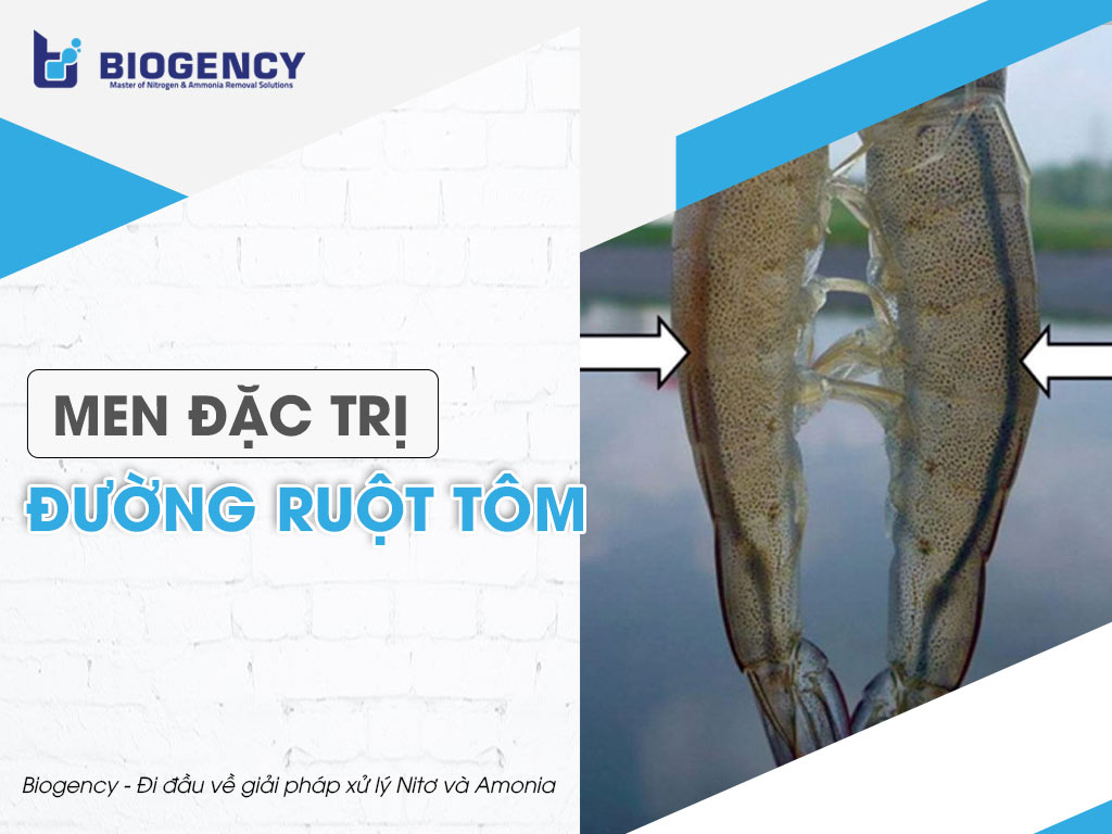 Men đặc trị đường ruột tôm