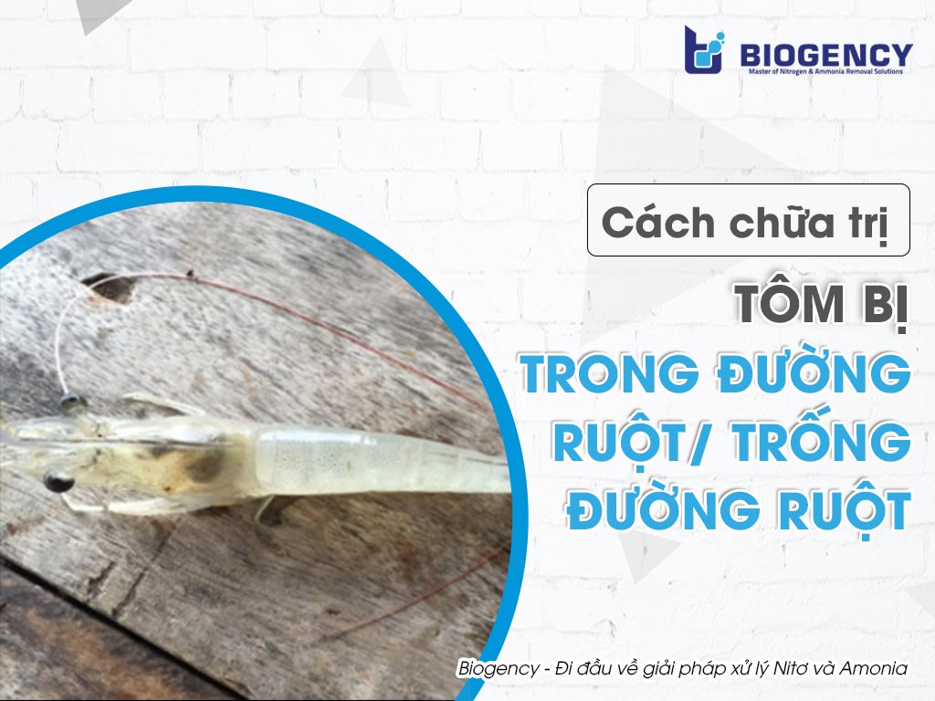 Cách chữa trị tôm bị trong đường ruột/trống đường ruột