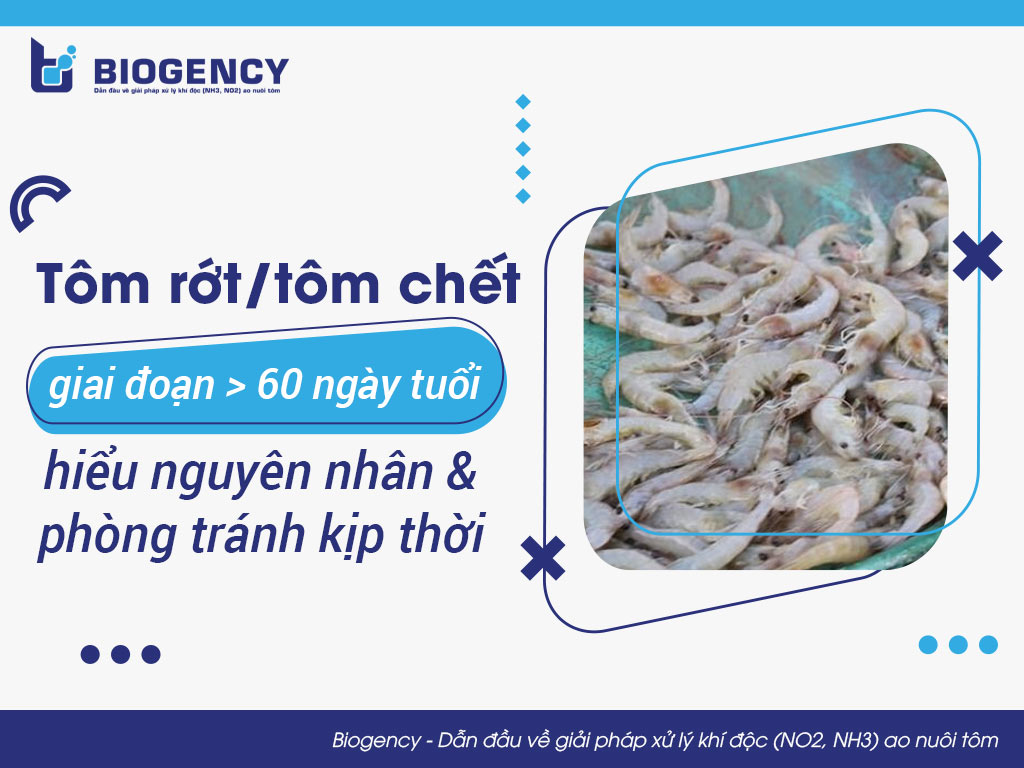 Tôm rớt/tôm chết giai đoạn > 60 ngày tuổi, hiểu nguyên nhân và phòng tránh kịp thời